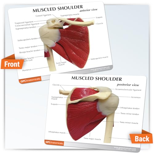 GPI Anatomicals - Muscled Shoulder Model, Right Shoulder Joint with Muscles Model for Human Anatomy, Physiology Education, Anatomy Model for Doctor's Office and Classrooms, Medical Learning Resources