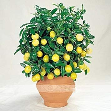 (Yellow Lemon D * Ambizu *) 20 semi/pacchetto, semi Bonsai Giallo Lemon Tree, Frutti commestibili Seedsing Indoor:Seeds