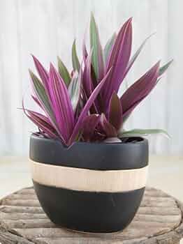 Amazon.co.jp: 観葉植物 ムラサキオモト オーロラ 苗 3.5号 2株 紫