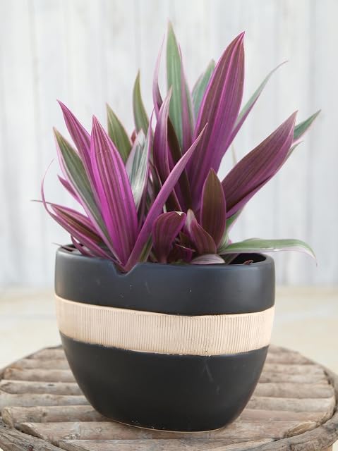 Amazon.co.jp: 観葉植物 ムラサキオモト オーロラ 苗 3.5号 2株 紫