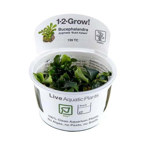 Tropica Bucephalandra pygmaea Bukit Kalem 1-2-GROW!