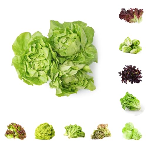 semillas de lechuga, semillas invierno lechuga, jardín regalos sostenibles raras balcón invernadero para jardín 1000pcs