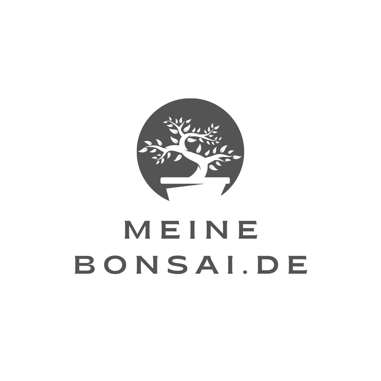 Ulmus parvifolia Bonsai auf Naturfelsen – Japanischer Import – Kunstvoll gewachsener Bonsai in Kunststoffschale – Rarität für Sammler.