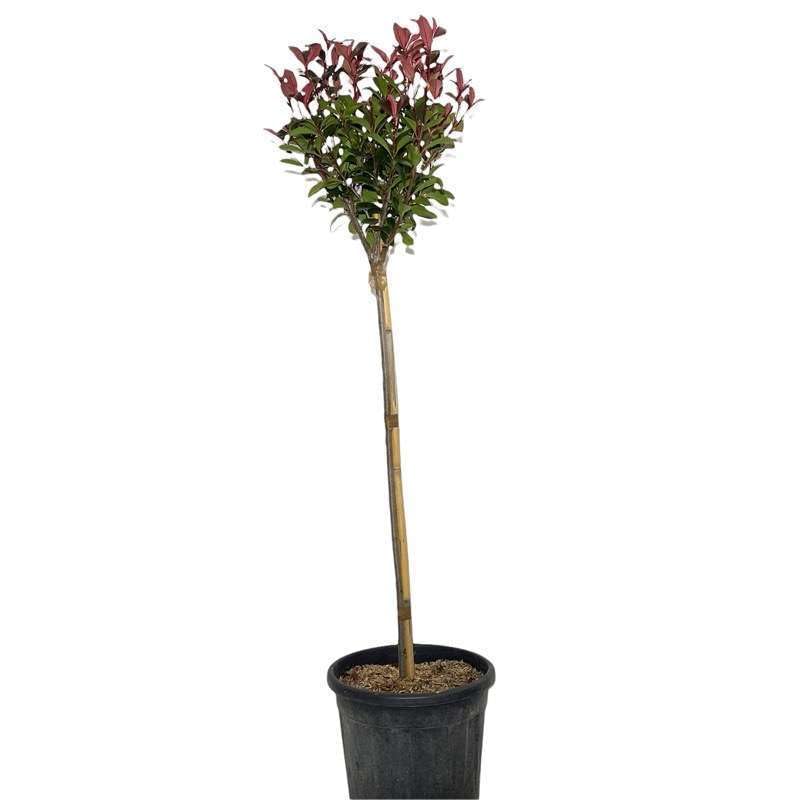 Photinia Red Robin Alberello. Garden Talamonti.