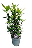 Lorbeer Pflanze, gewürzlorbeer, Laurus nobilis, im 15cm Topf