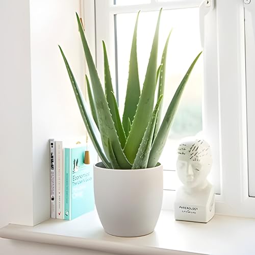 Carbeth Plants Aloe Vera Plant in 11cm Pot - Easy Care Houseplant