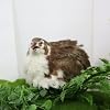 Celadon Coturnix Quail Fertile Hatching Eggs, 12 Count - or Sustainable Hatching and Farming