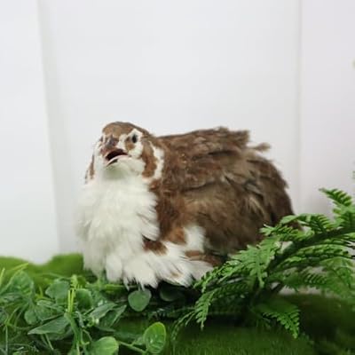 Celadon Coturnix Quail Fertile Hatching Eggs, 12 Count - or Sustainable Hatching and Farming