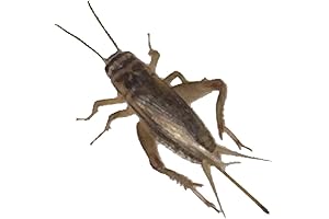 Live 1000 Acheta Crickets: The Ideal Feeder for Pets