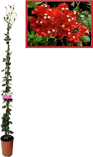 Buganvilla Natural Roja con Tutor — Planta Trepadora de Exterior