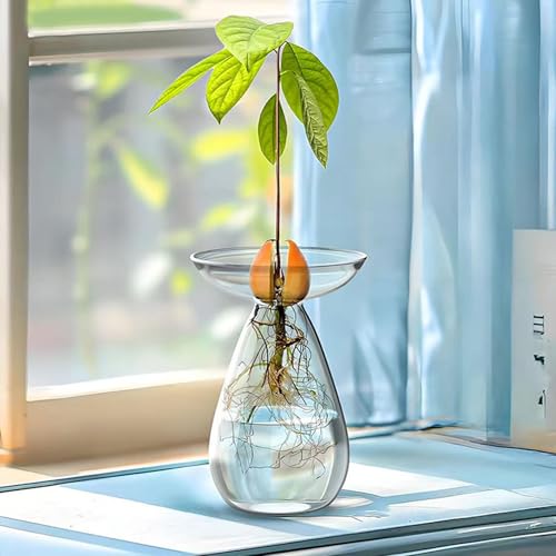 Macetero para plantas hidropónicas en vidrio soplado transparente de alta resistencia 4