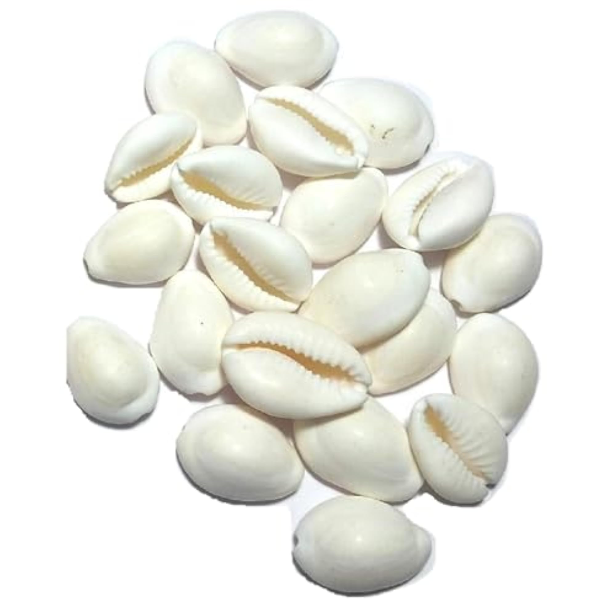 White Natural Shells for Vastu Wealth