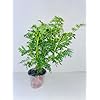 Amazon.com : herb RUDA RUE Full Plant with rooth, green, small : Patio ...