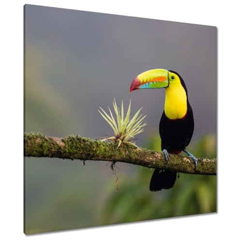 Peinture imprimée sur toile toucan decoration murale salon chambre 90x90 cm