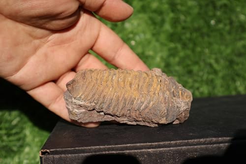 Image of Calymene Trilobite Flexicalymene Trilobite Ordovician Fossil Trilobites A233
