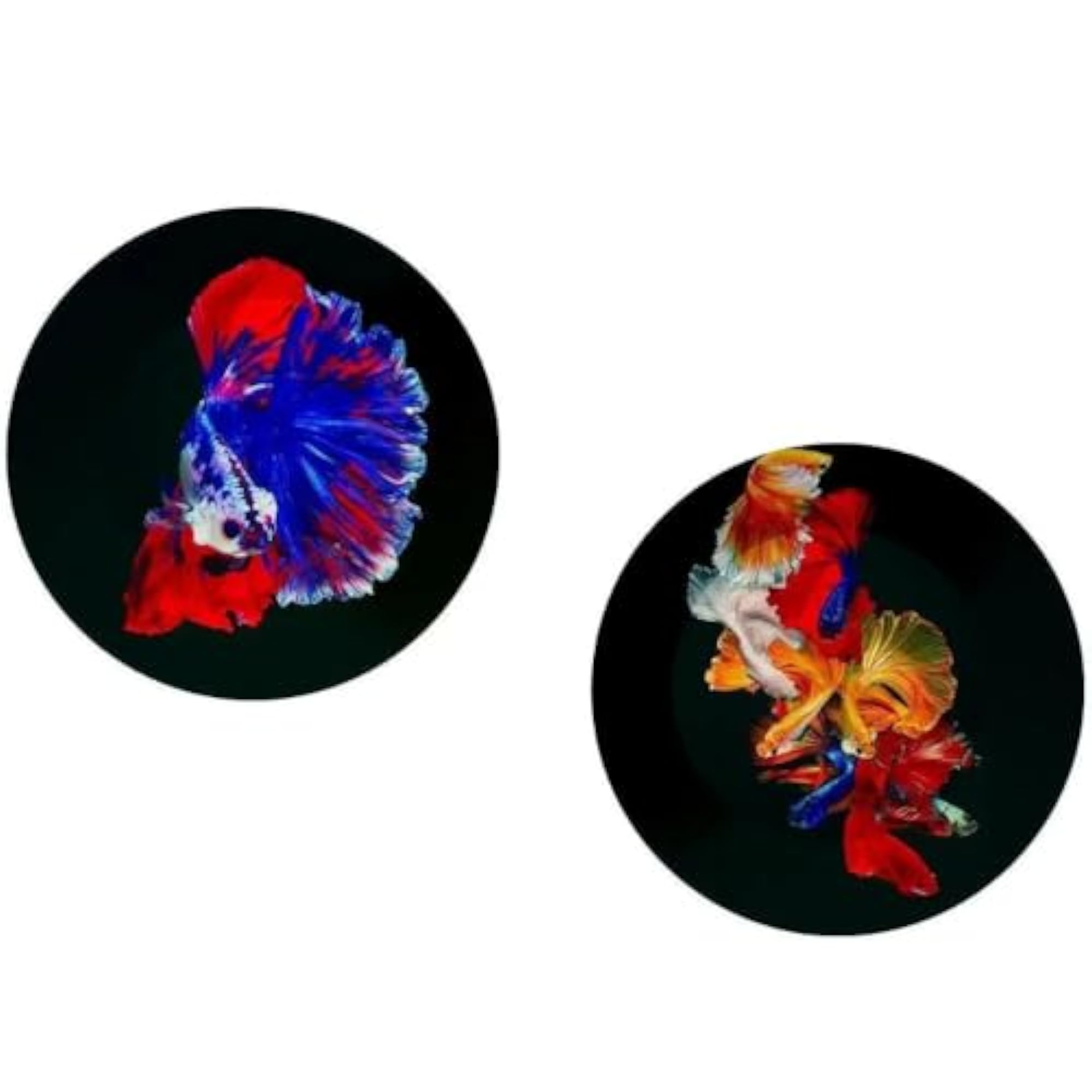 Vibrant Betta Fish Ceramic Wall Plates Set of 2