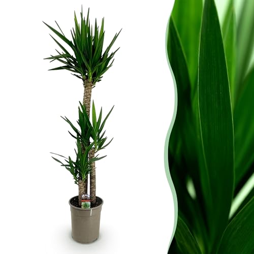 Yucca elephantipes - Yucca - Bajo mantenimiento - Verde - 155-170cm - Ø27cm - Planta de interior - Hojas perennes