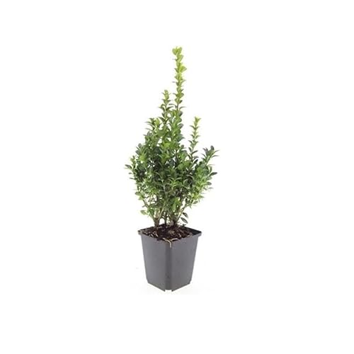 Buchsbaum - Heckenpflanze - Buxus sempervirens - 9cm Topf - Set für 6 Pflanzen