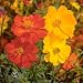 2,000 Seeds of Sulphur Cosmos, Bright Lights Mix by Seeds2Go