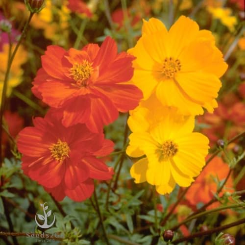 2,000 Seeds of Sulphur Cosmos, Bright Lights Mix by Seeds2Go