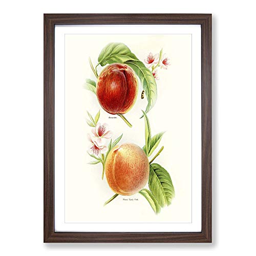 Big Box Art Vintage Illustration of Nectarines Framed Wall Art Picture Print Ready to Hang, Walnut A2 (62 x 45 cm)
