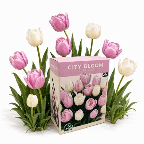 Nojus - City Bloom - Ivory Rose Mezcla de bulbos de tulipán 20 | Tulipanes multicolores, bulbos de primavera, tulipanes de jardín, paquete de bulbos de flores, set de 20 bulbos