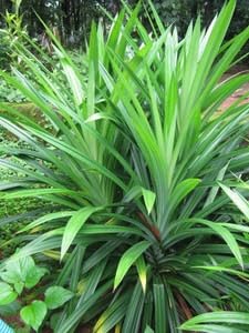 Annapurna Live Biryani Leaf Plant, Basmati Leaf Rambha Pandanus for Balcony and Backyard Gardening, Pack of 1-image-4