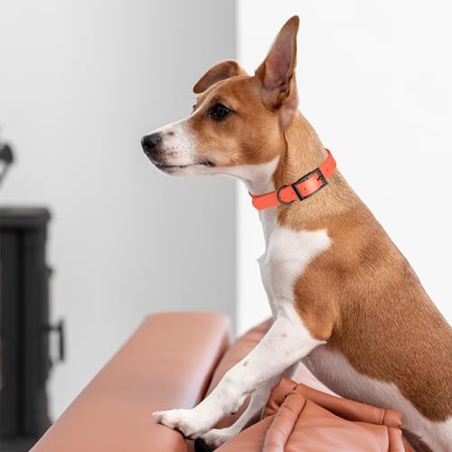 Image of Dogline Biothane Waterproof Dog Collar Strong Coated Nylon Webbing with Black Hardware Odor- Proof for Easy Care Easy to Clean High Performance Fits Small Medium or Large Dogs, Coral
