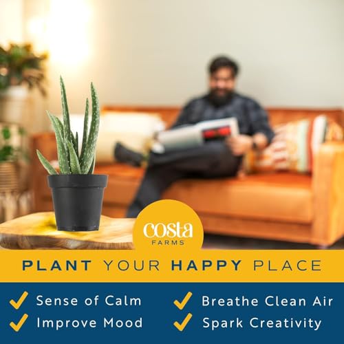 Image of Costa Farms Aloe Vera Plant, Live Succulent, Easy Care Indoor Houseplant in Grower Pot, Room Air Purifier, Tabletop, Office, Desk or Home Decor, Housewarming, Garden Gift, 10-Inches Tall