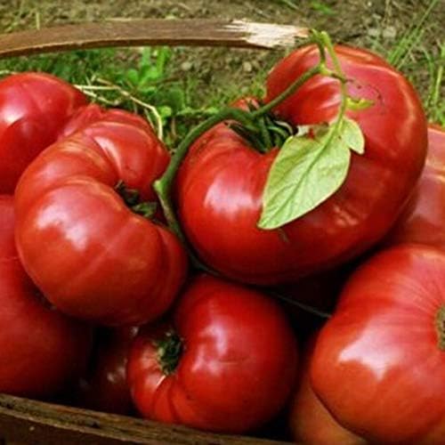 junshi11 100Pcs Big Tomato Seeds Vegetable Home Farm Annual Temperate Planting,Indoor Outdoor Decoration Garden Gifts (Big Tomato)