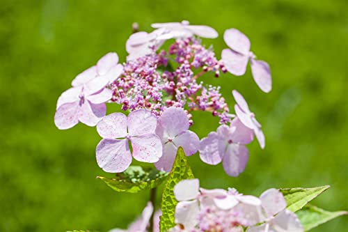 Hydrangea serrata 'Bluebird' 30–40 cm – Winterhart, Mehrjährig, Pflegeleicht – Tellerhortensie – Blütenstrauch für Beet & Kübel