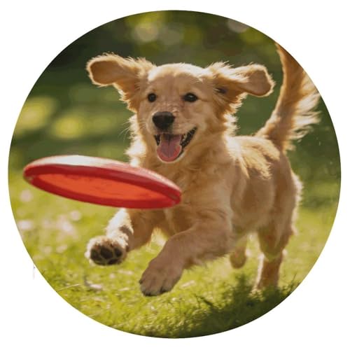 Cojín redondo de cachorro para aliviar sillas duras con funda lavable 2