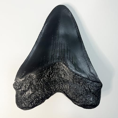 Image of Carcharodon Megalodon Tooth Replica with Serration-Shark Teeth Fossil Collection,5.1 inches (Black)