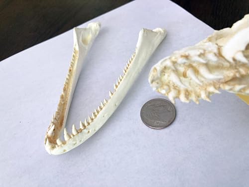 Image of Moray EEL Skull Replica - Lycodontis funebris - 5.7 inch Realistic Model for Marine Biology and Ocean Life Enthusiasts