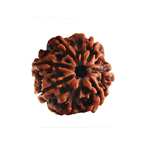 Petrichor 7 mukhi/Seven Faced Original Nepal Rudraksha (Brown Round Bead) with Lab Certificate - Image 4
