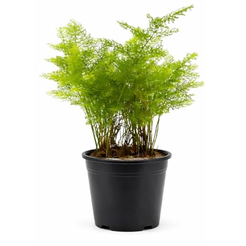 Image of Rare Shatavari Live Plant, Shatavar (Asparagus Racemosus) Herbal Medicinal Plant, Indoor, Organic, Green, Partial Sun, 1 Healthy Plant with a Black Pot Pack of 1