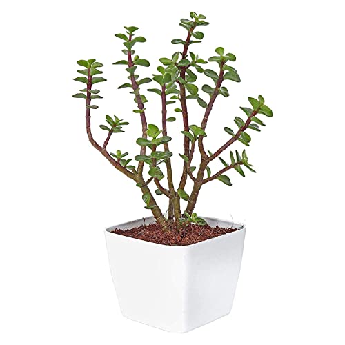 Image of Live Jade Indoor Plant with White Decorative Pot | Lucky Succulent Plant for Home & Office Decor | Low Maintenance Natural Tabletop Greenery (3Inch Pot, White) (Jade)