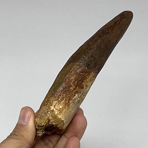 136g, 5.5"X 1.6"x 1.1" Rare Natural Fossils Spinosaurus Tooth The Largest Carnivorous Dinosaur from Morocco, Mineral, Specimens, F3183