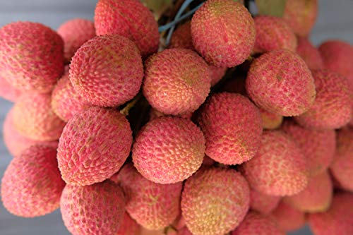 Fresh Orchard Lychees