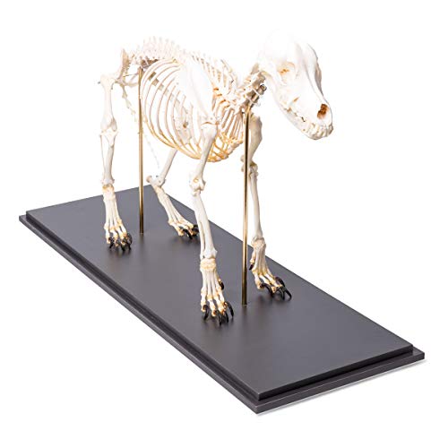 Image of 3B Scientific GmbH T300401M Dog Skeleton, M, flexibly Mounted