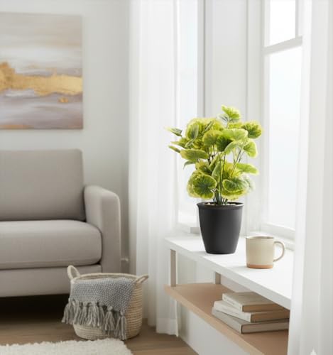 Image of Foliyaj Artificial Poliscias Plant with Black Pot |Plants for Home Decor| Indoor Plants for Living Room