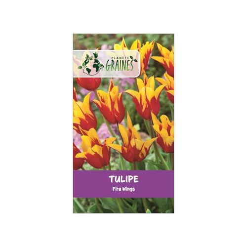 5 Bulbes de tulipes ailes de feu 'Fire Wings' - Variété Frangée, Rouge flamboyant -Facile à Cultiver