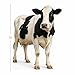 Cow 3FT Life Size Cardboard Cutout – Farm Animal Fun Standup for Photo Booths, Birthday Parties & Events, 1PC