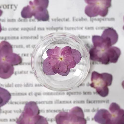 STOBOK 30個入りのドライフラワー 押し花 工芸品用の乾燥花材 DIYクラフトに最適自然な色形維持 切り抜き帳やラッピング素材に適したエレガントなデザイン [5]