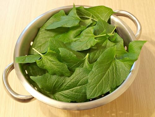 Good King Henry Plant Seeds Perennial Leafy Vegetable Hardy USDA Zones 4-9 100 Count