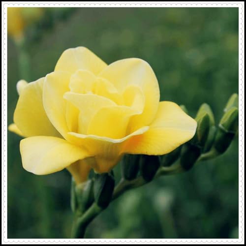 Good for Containers/Natural Organic/Excellent Display/Myster