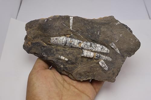 Image of Natural Orthoceras Fossil Plate from Devonian Period Fossil from Morocco A308