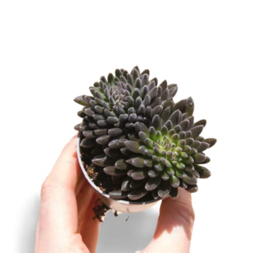 See full amazon price history chart for OhhSome Succulent Plant Natural Live Cute (Sinocrassula Yunnanensis) Black Colorful Plants (Healthy Plant) OhhSome Succulent Plant Natural Live Cute (Sinocrassula Yunnanensis) Black Colorful Plants (Healthy Plant) (B09K4HV5MT) Amazon Price History, Amazon Price Tracker