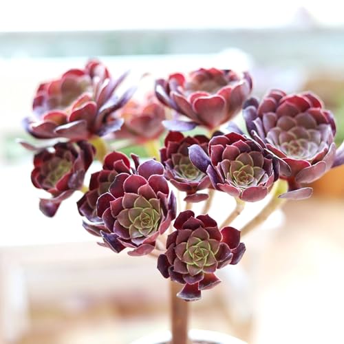 Black Rose Aeonium ‘Zwartkop’ - Stunning Deep Purple-Black Succulent in