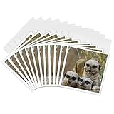 3dRose Greeting Cards - Meerkats, Louisville Zoo, Louisville, Kentucky - US18 AJE0297 - Adam Jones - 12 Pack - Meerkats